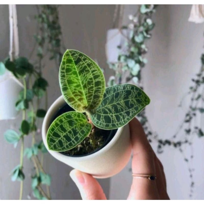 Anggrek jewel orchid macodes petola