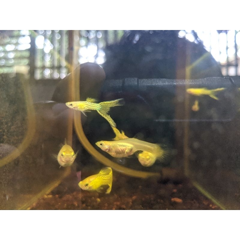 hiasan yellow lance double tail
