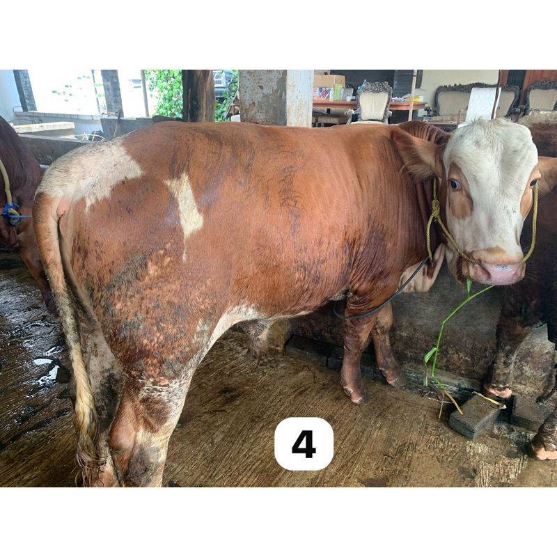 Sapi kurban limosin hari raya idul adha 300kg