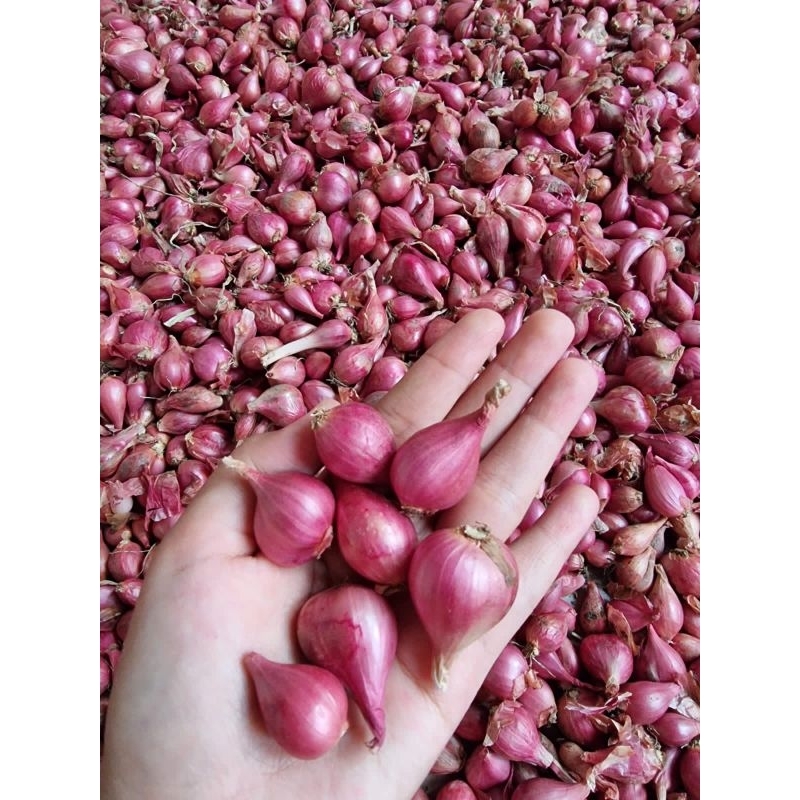 

Bawang merah ukuran sedang atau tanggung/Bawang merah murah/Bawang merah berkualitas
