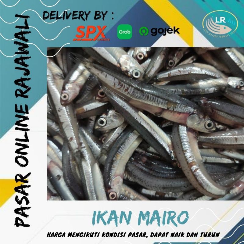 

Ikan mairo