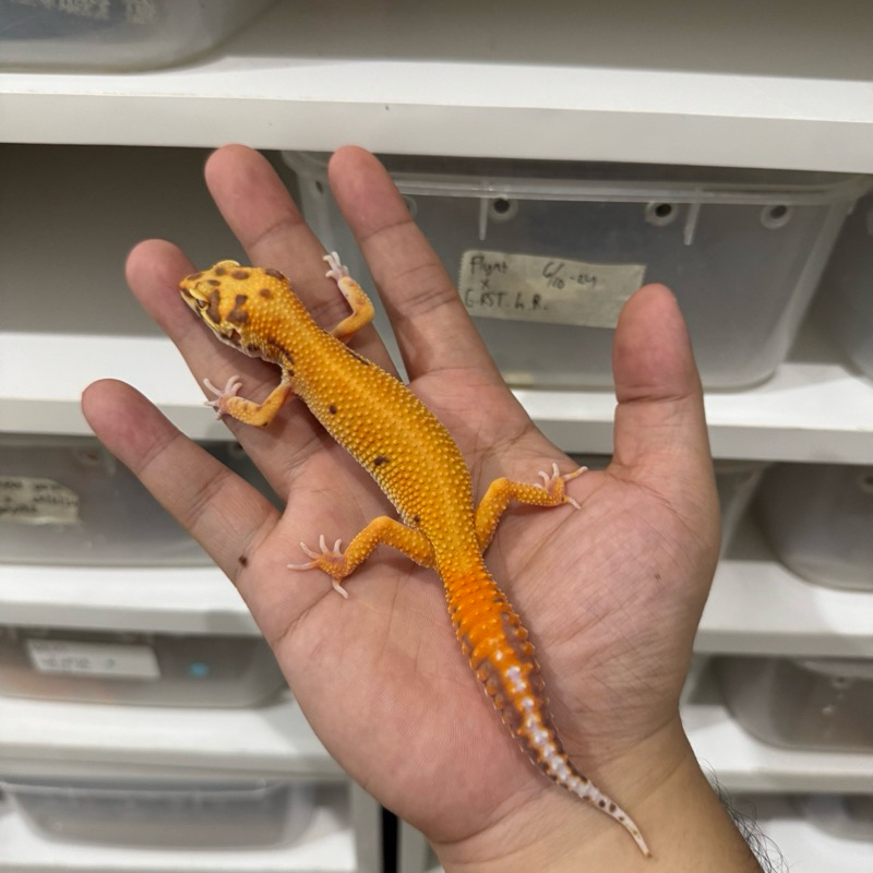 BELL PATTY BETINA 4 Mainan Anak Lucu Jinak Gecko Geko Leopard Gecko