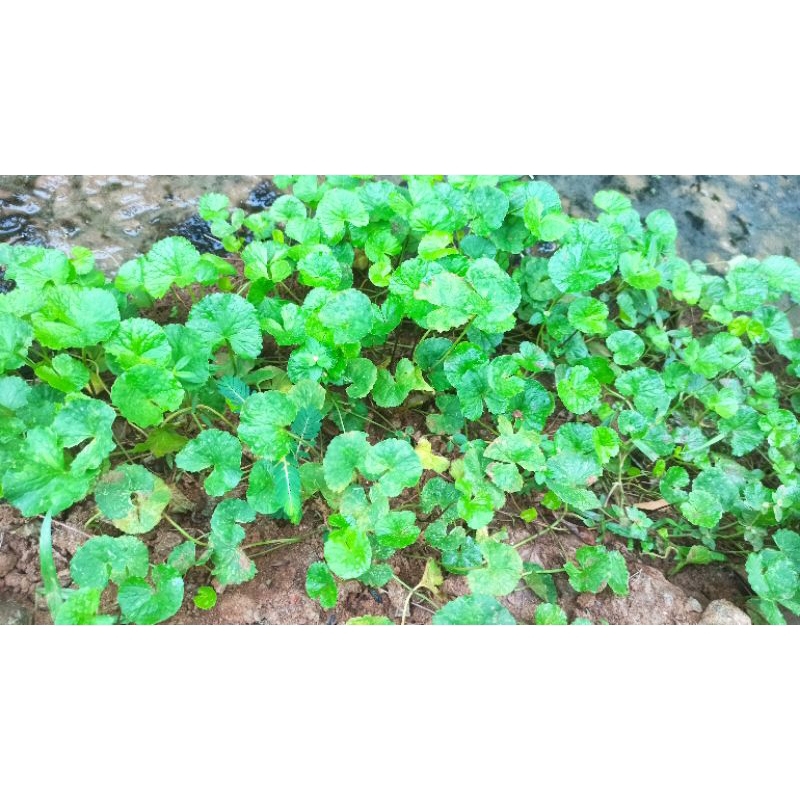 

Pegagan Herbal