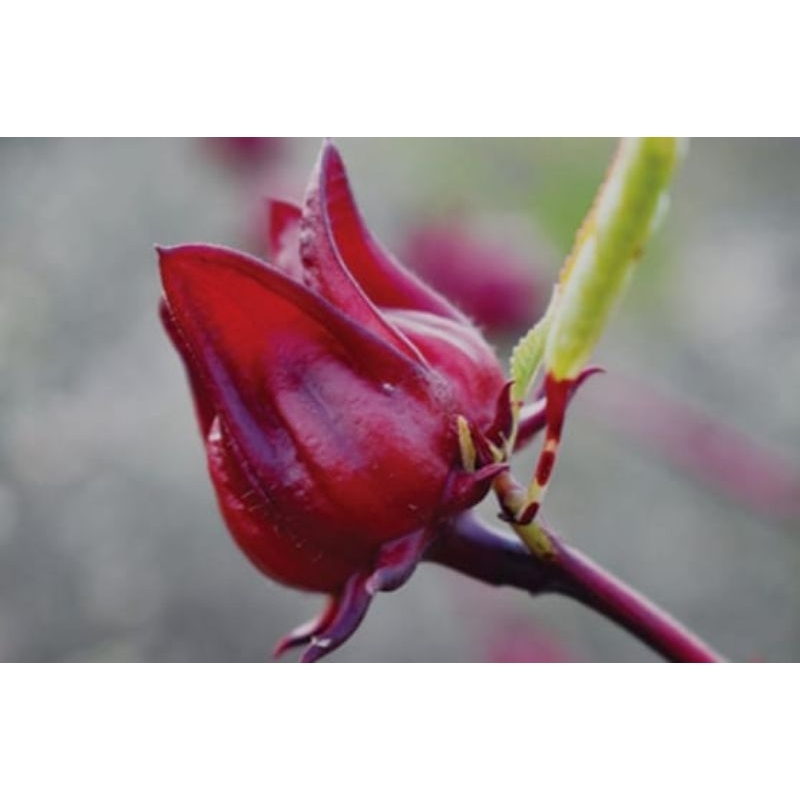 

Bunga Rosella merah basah teh Rosela