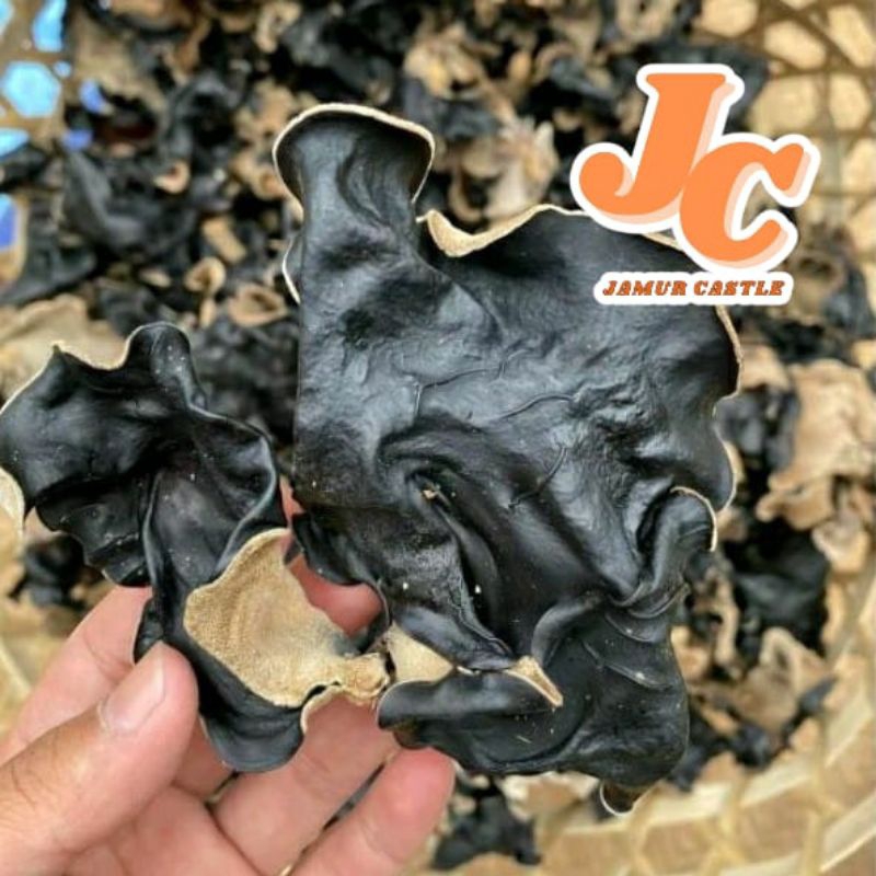 

Jamur kuping kering super Grade A 100 gram