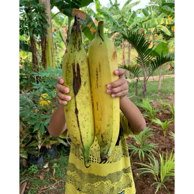 

COD PISANG TANDUK MADU SUPER JUMBO 1 PCS 600-800 GRAM/ PISANG BYAR/ PISANG AGUNG