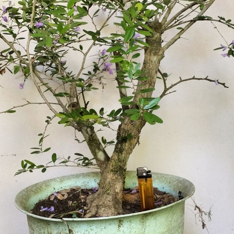 saeng simbur vietnam