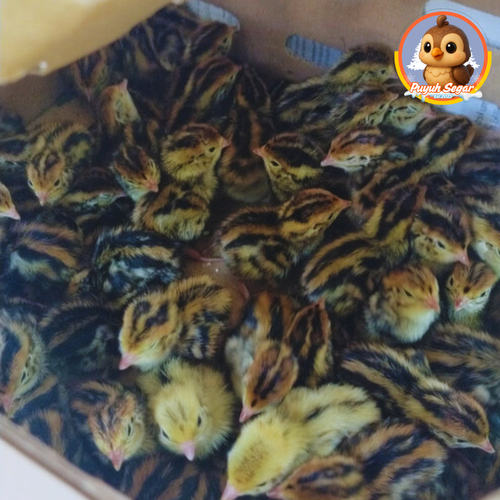 DOQ PUYUH HIDUP – 1 BOX (±400 Ekor)