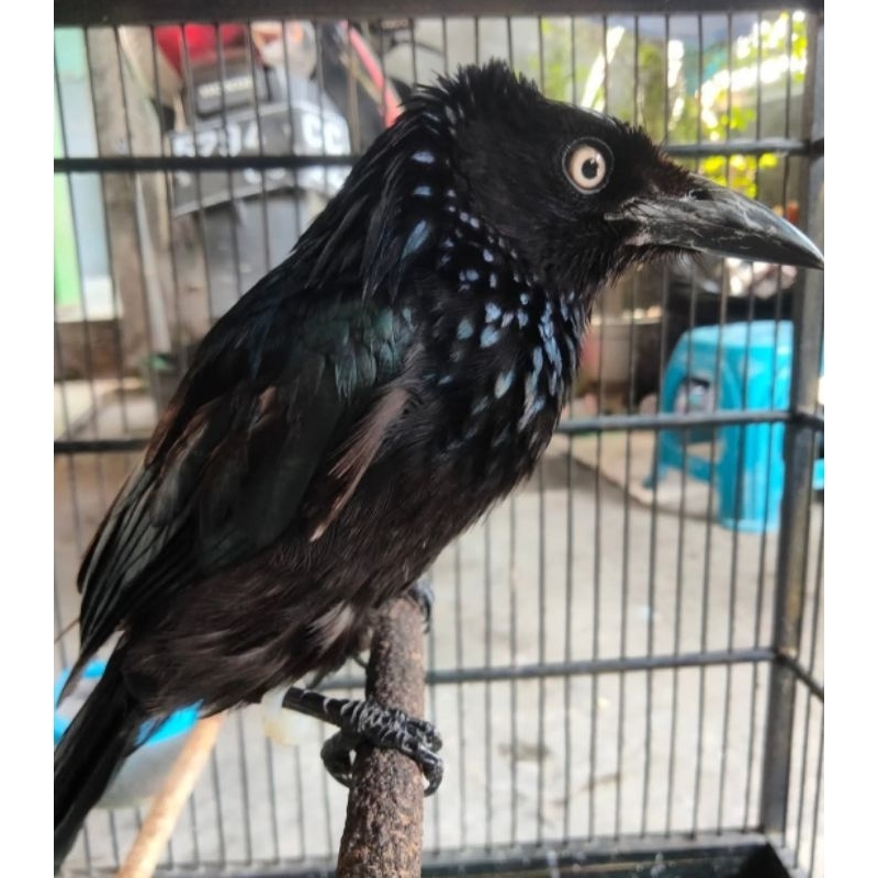 Burung srigunting awar awar mata putih gacoran