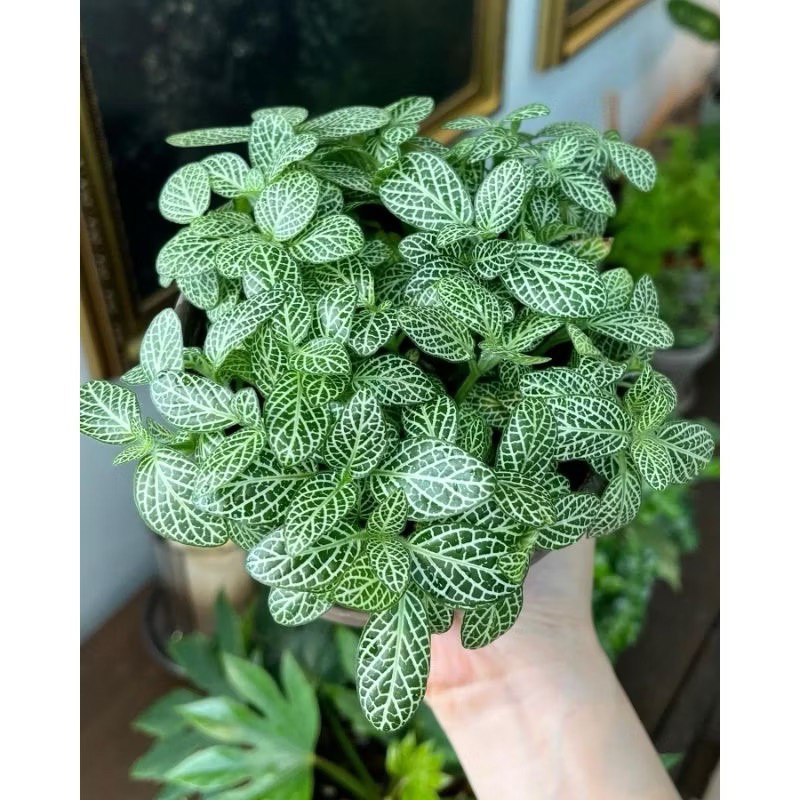 Fittonia mini white vein / fitonia putih kecil / pittonia mutiara mini