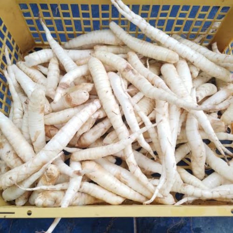 

UMBI GARUT/UMBI TARIGU SEGAR OBAT ASAM LAMBUNG GREED 250 GRAM