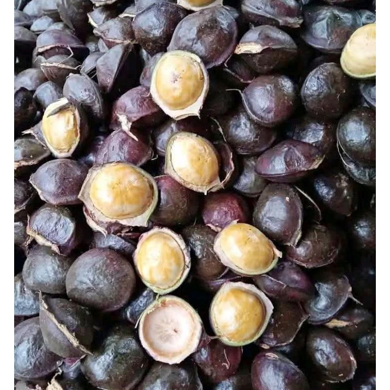 

jengkol segar