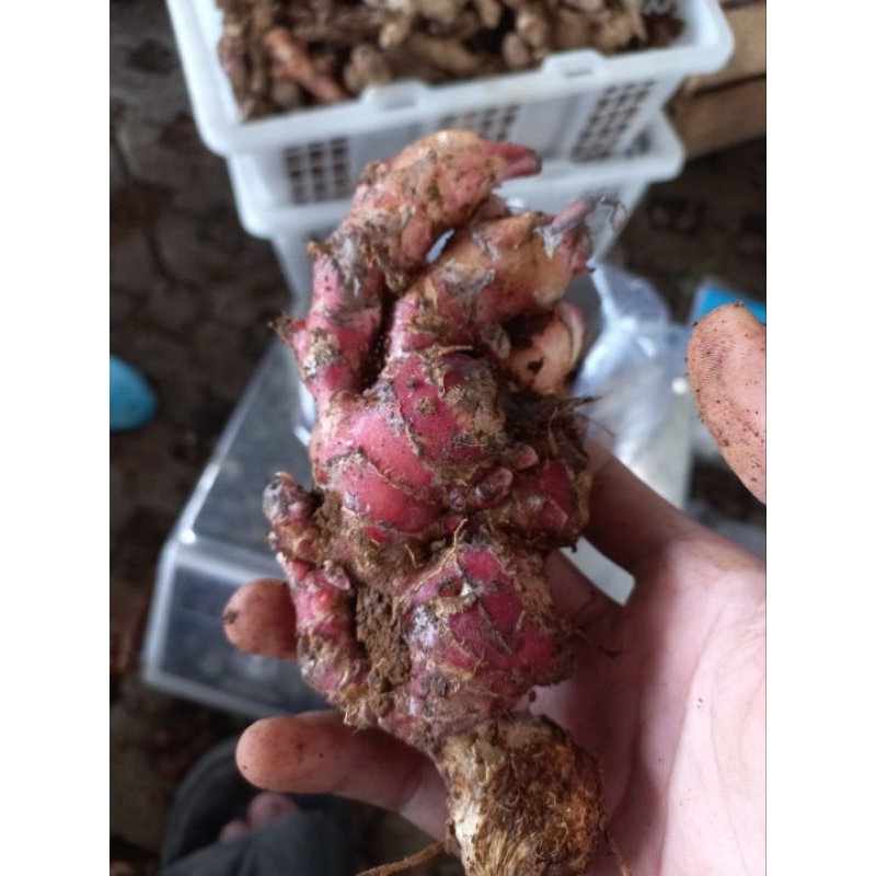 

jahe merah segar 5 Kg