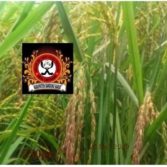 Adelonz Benih Padi Beras Merah Unggul 1Kg