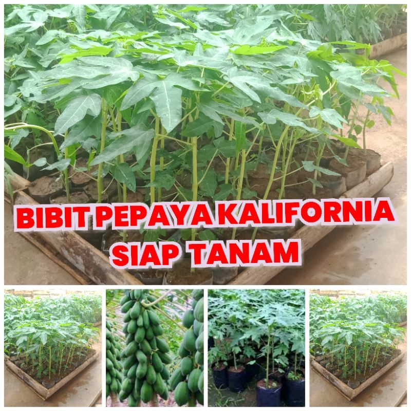 Bibit pepaya california kalina kates Kalifornia tinggi 10-25 cm full akar siap tanam