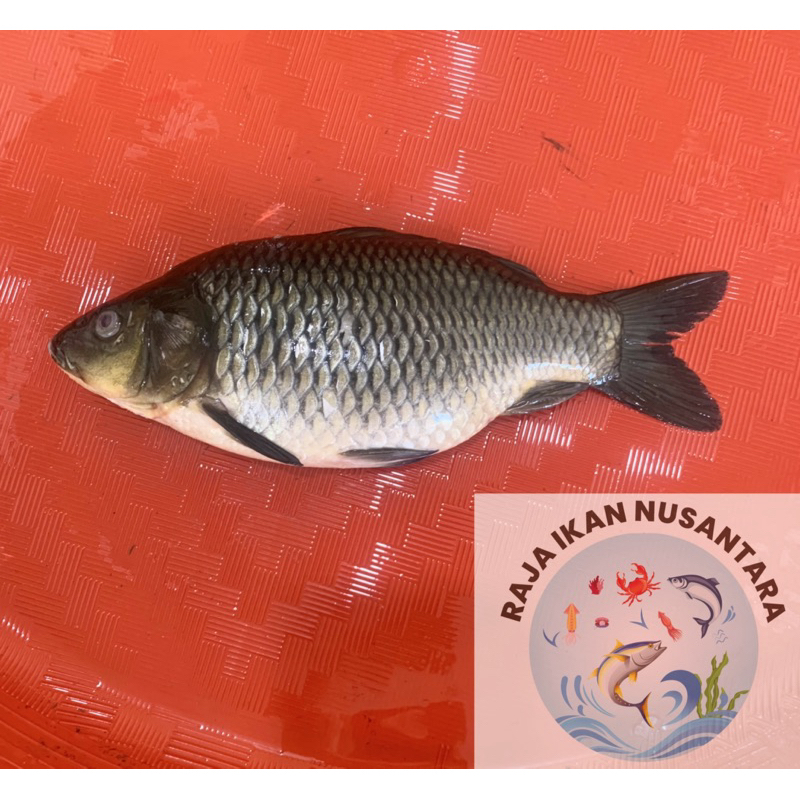 

IKAN MAS SEGAR HIDUP 500gr 2pcs & 1kg 4pcs PREMIUM TERMURAH