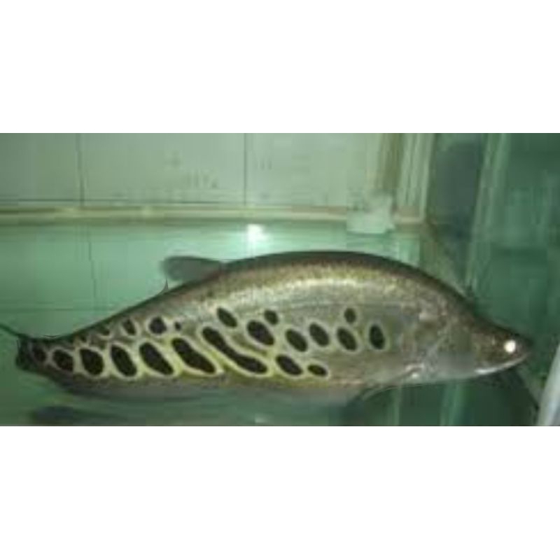 belida Bangkong hitam totol size 11-13cm