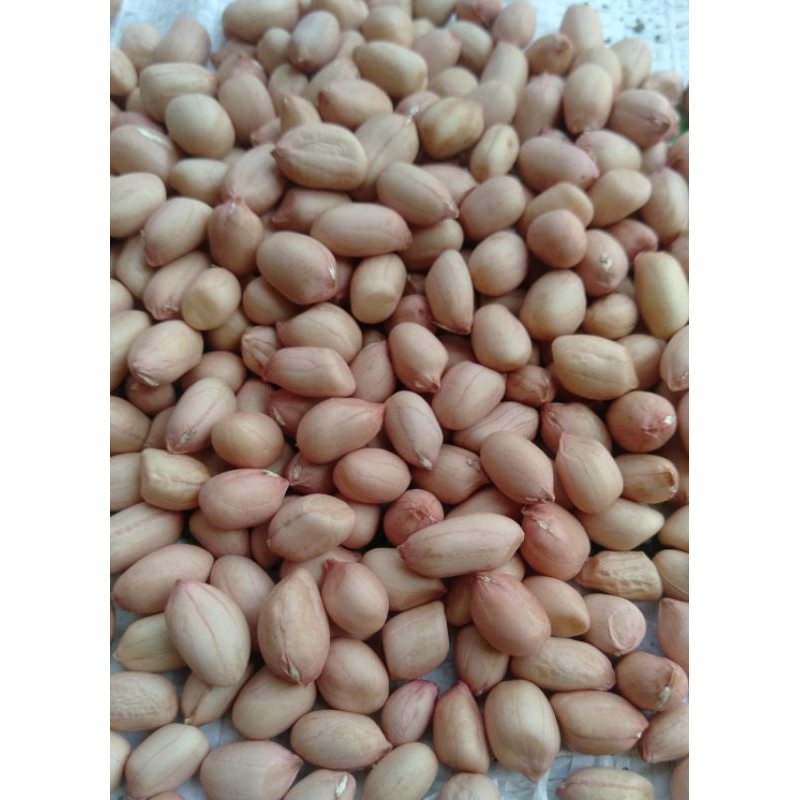 

Kacang Tanah asli tuban