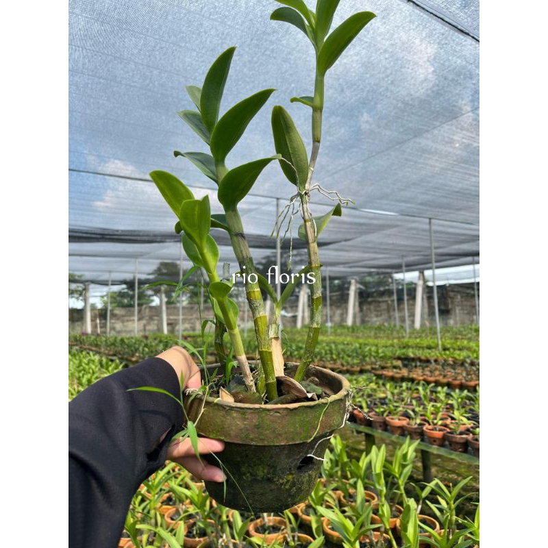 anggrek dendrobium siap berbunga