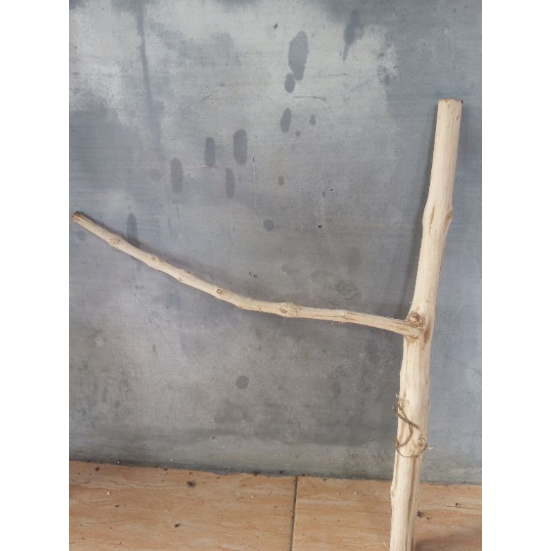 Ranting kayu kopi bercabang untuk tangkringan burung