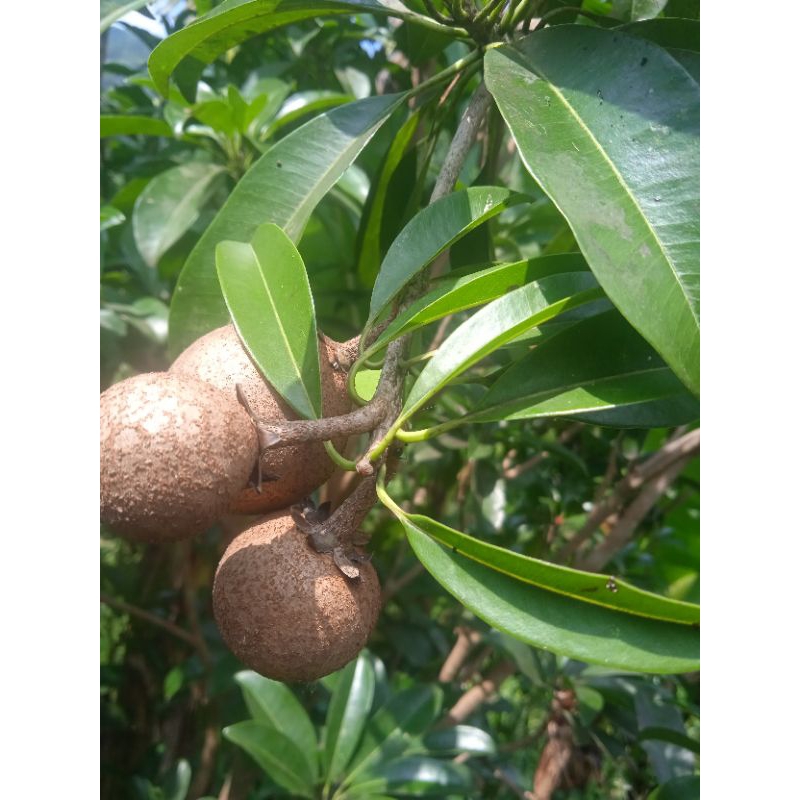 

buah sawo muda paket 500 grm