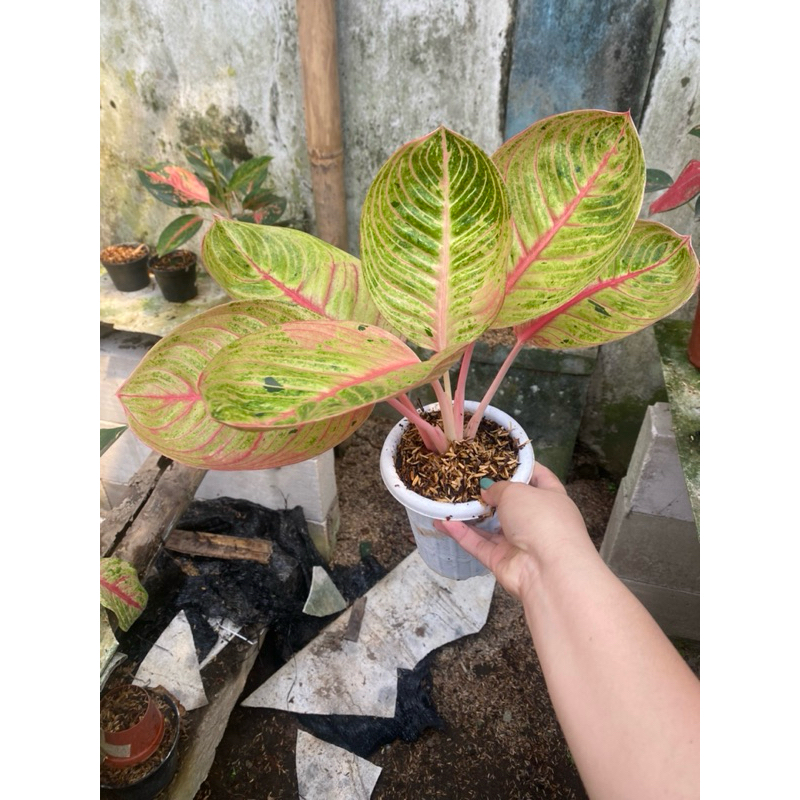 AGLAONEMA GOLIATH