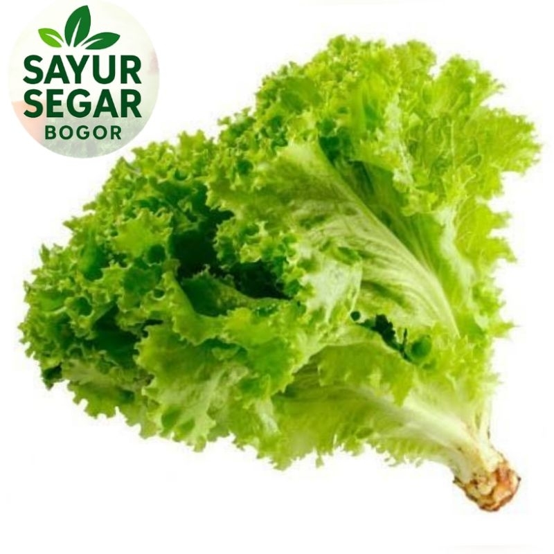 

Lettuce/ Selada keriting 500 gr