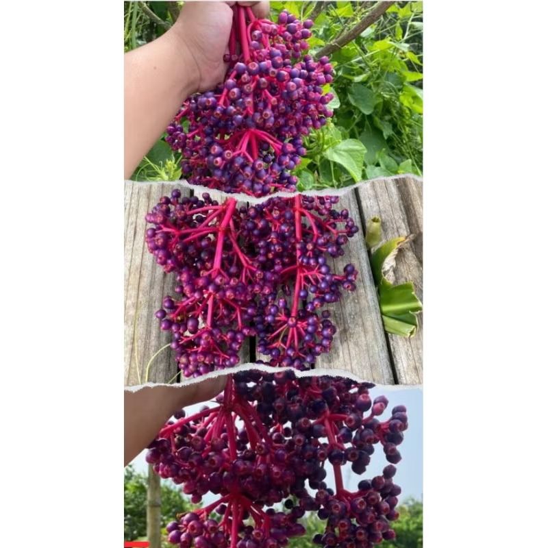 

Buah Wanita Promil Parijoto Asli Gunung Muria