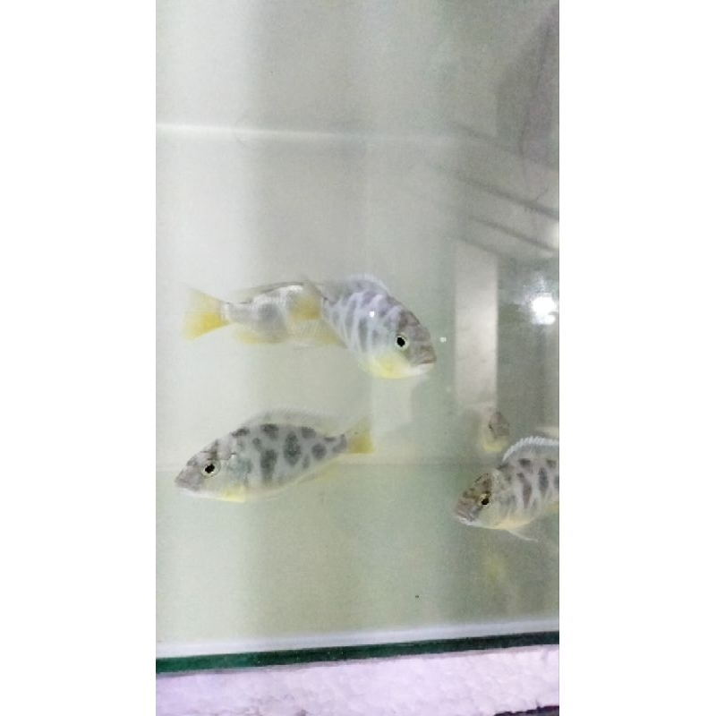 kebutuhan akuarium plastik cichlid venustus