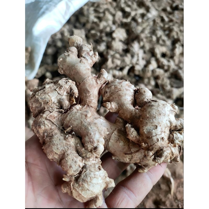 

OBRAL JAHE EMPRIT FRESS 1KG (BELOM DI CUCI) 1kg