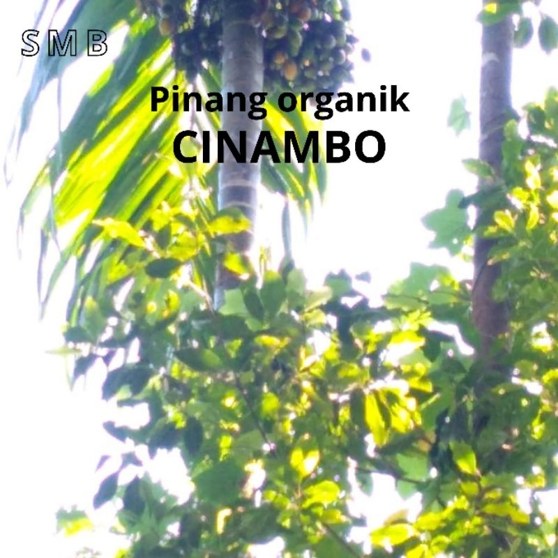 

Buah pinang muda/tua organik