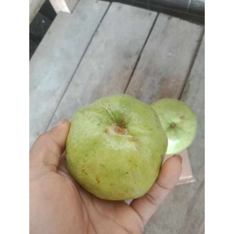 

buah jambu kristal fress 1kg