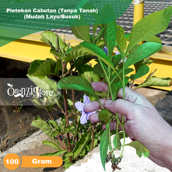

Tanaman Pletekan 100 gr tanaman herbal daun peletekan kencana ungu obat diabetes