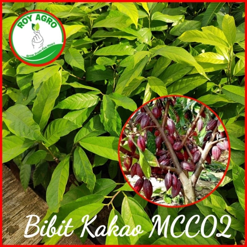 Bibit Kakao MCC 02 || kakao MCC02 || Bibit Kakao Sulawesi || Klon MCC 02 || Bibit Coklat Sulawesi ||