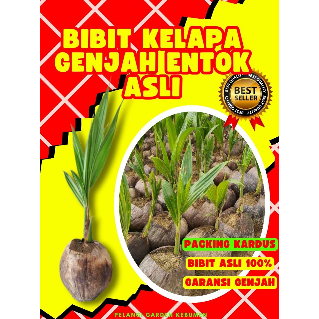 TERBAIK.. Bibit Kelapa Genjah Entok Kebumen, Bibit Kelapa Genjah Kopyor, Bibit Kelapa Genjah Entok A