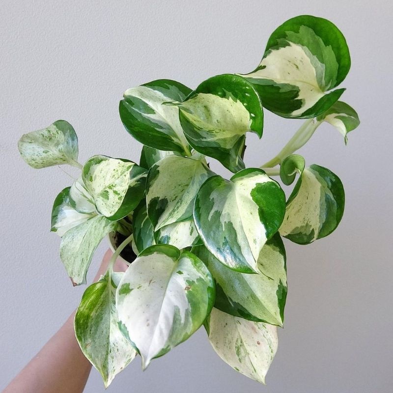 Sirih gading manjula - Sirih gading manjula keong