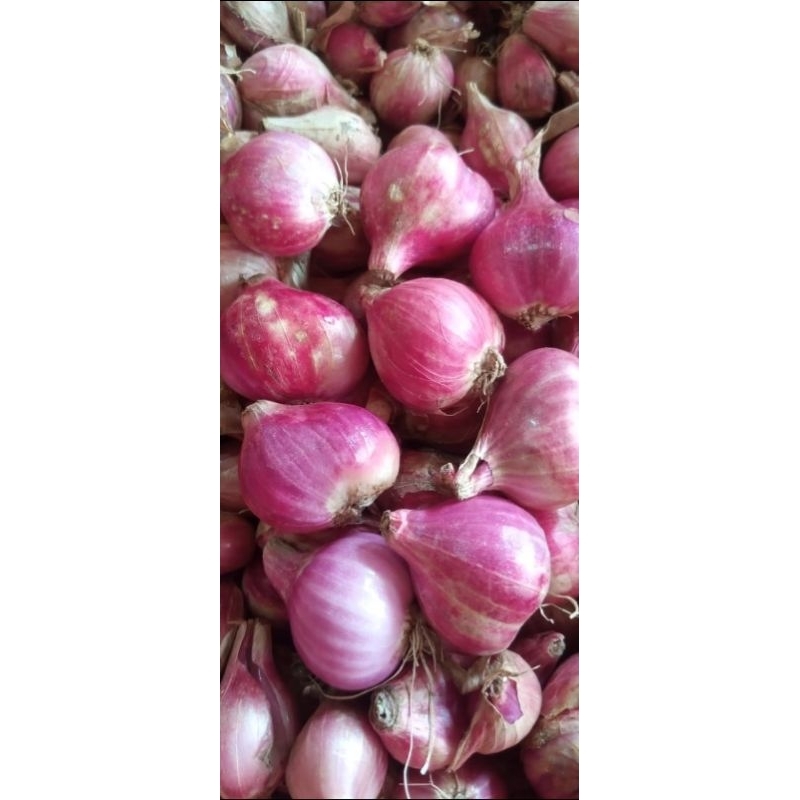 

bawang merah sedang / 6mei