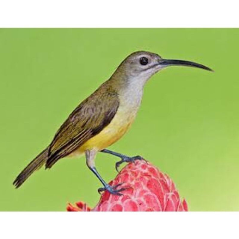 

Pijantung pisang Sehat istimewa