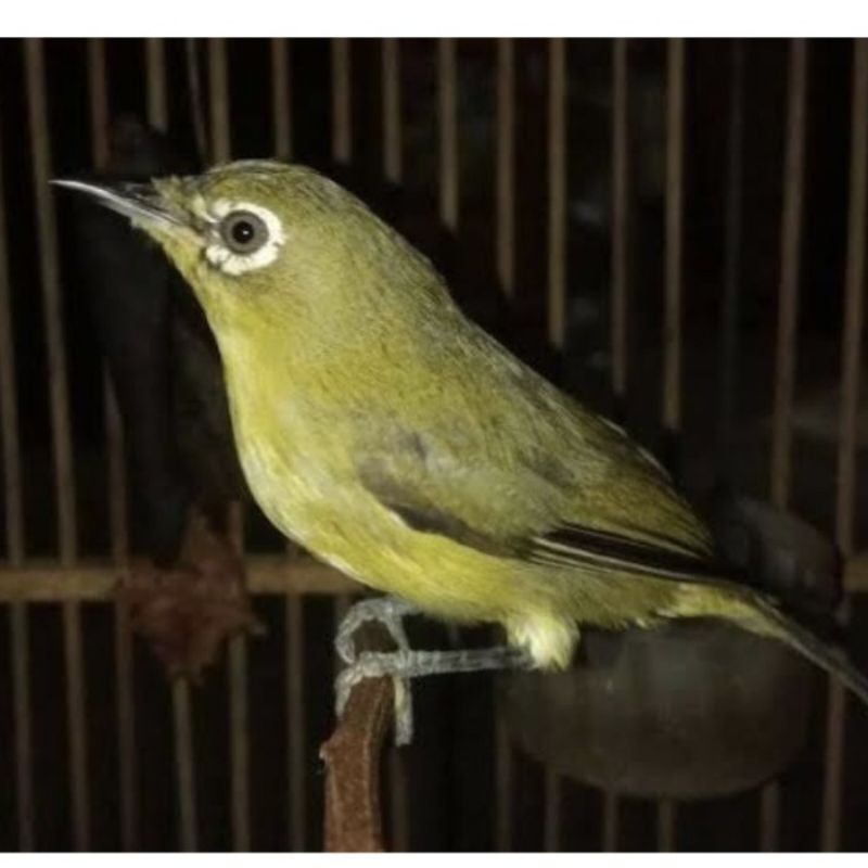 Pleci dakun Bali jantan sehat gemuk dan full mulus