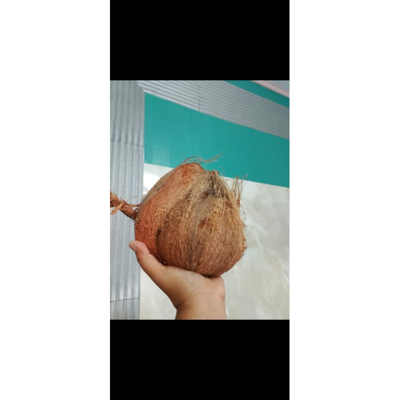 

KELAPA TUA KUPAS