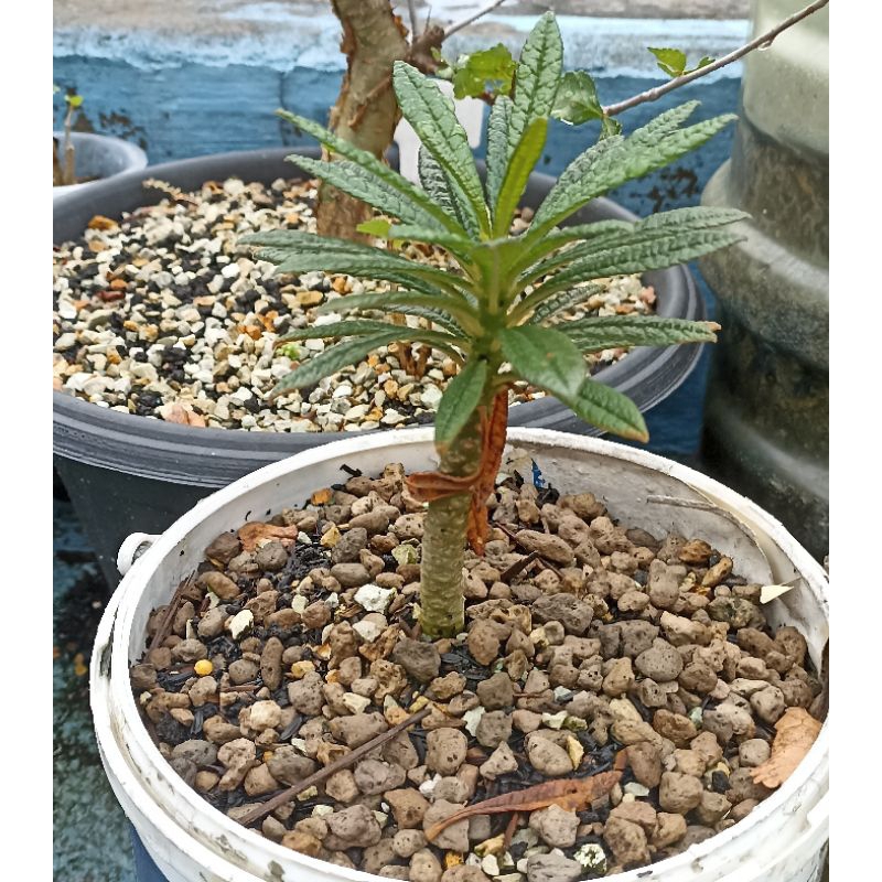 dorstenia gigas rooted cutting