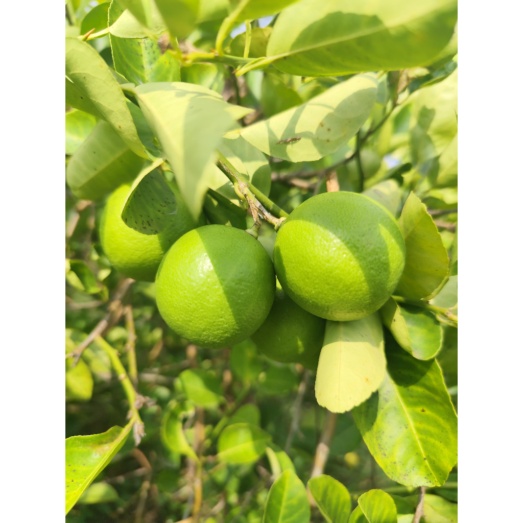 

Jeruk Nipis Fresh Hasil Kebun Sendiri (disarankan daerah Gresik)