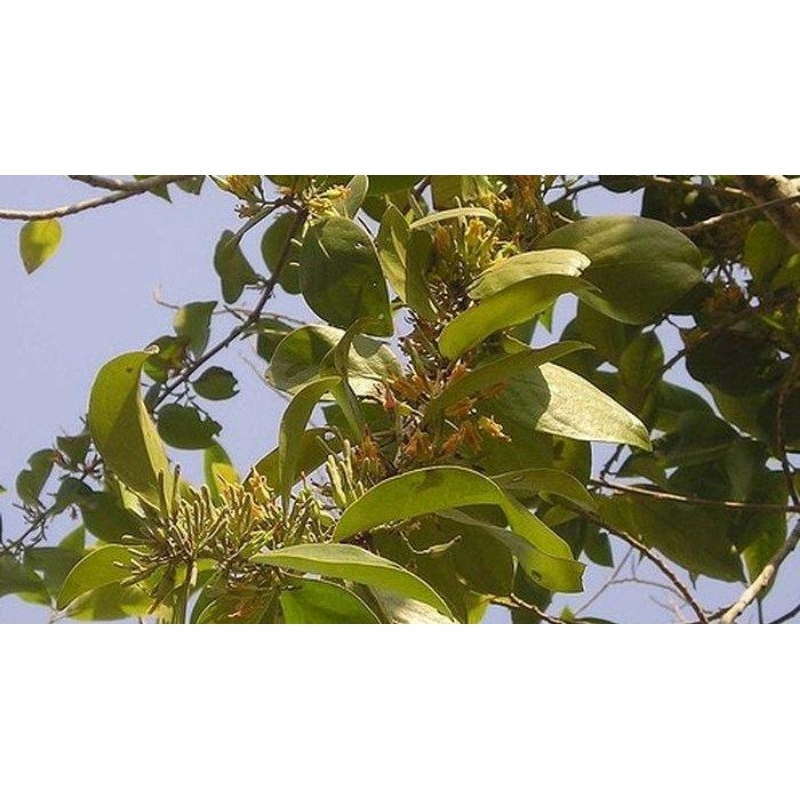 

MURAH!!500 GRAMDAUN BENALU MANGGA HERBAL ALAMI