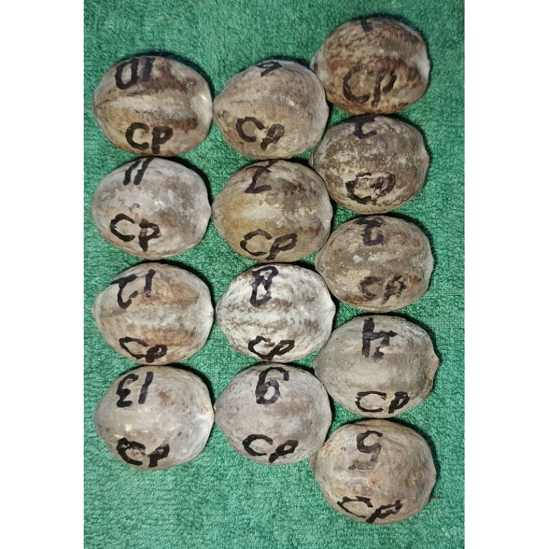 Muncang Jalim Anak Cp(champion)