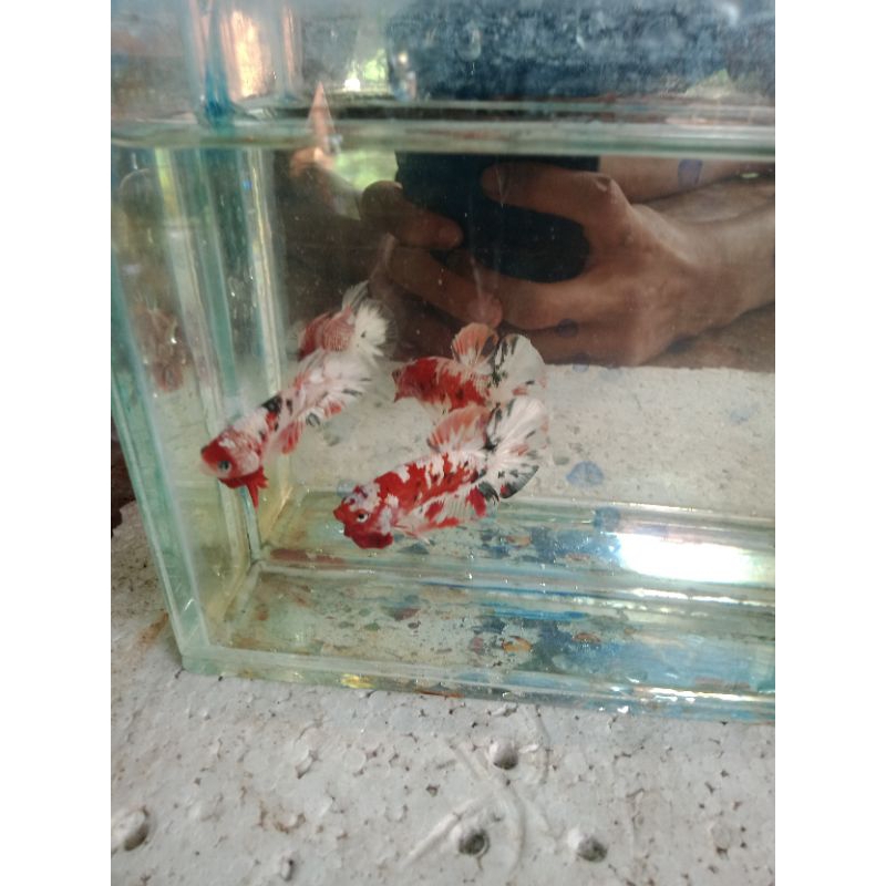 ikan cupang Red koi Cooper ( RKC )