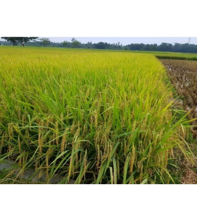 BENIH PADI ROJO LELE KEMASAN 1KG