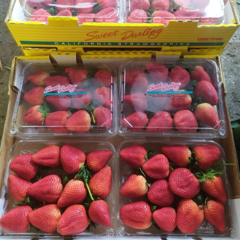 

Buah Strawberry Sweet Darling Usa JUMBO / Strawberry Super Jumbo / 1 pack