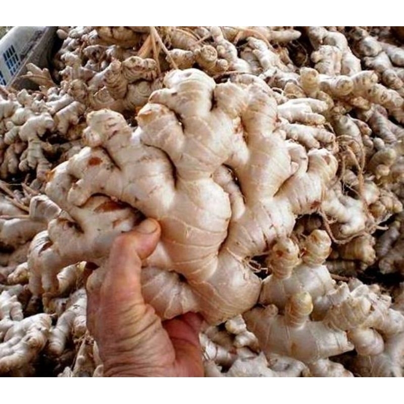 

Jahe Gajah Segar-Rempah Jahe Gajah Organik Food sudah izin PIRT