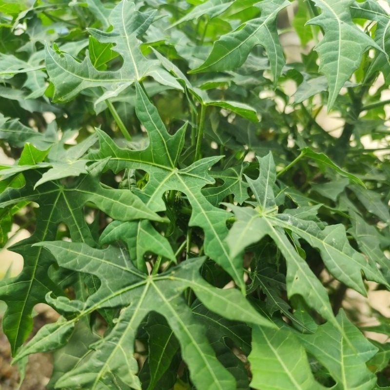 

Daun gedi segar petik langsung 500 gram