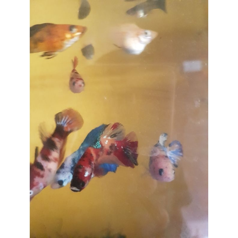 

Plastik Gambar Cupang Multi Colour